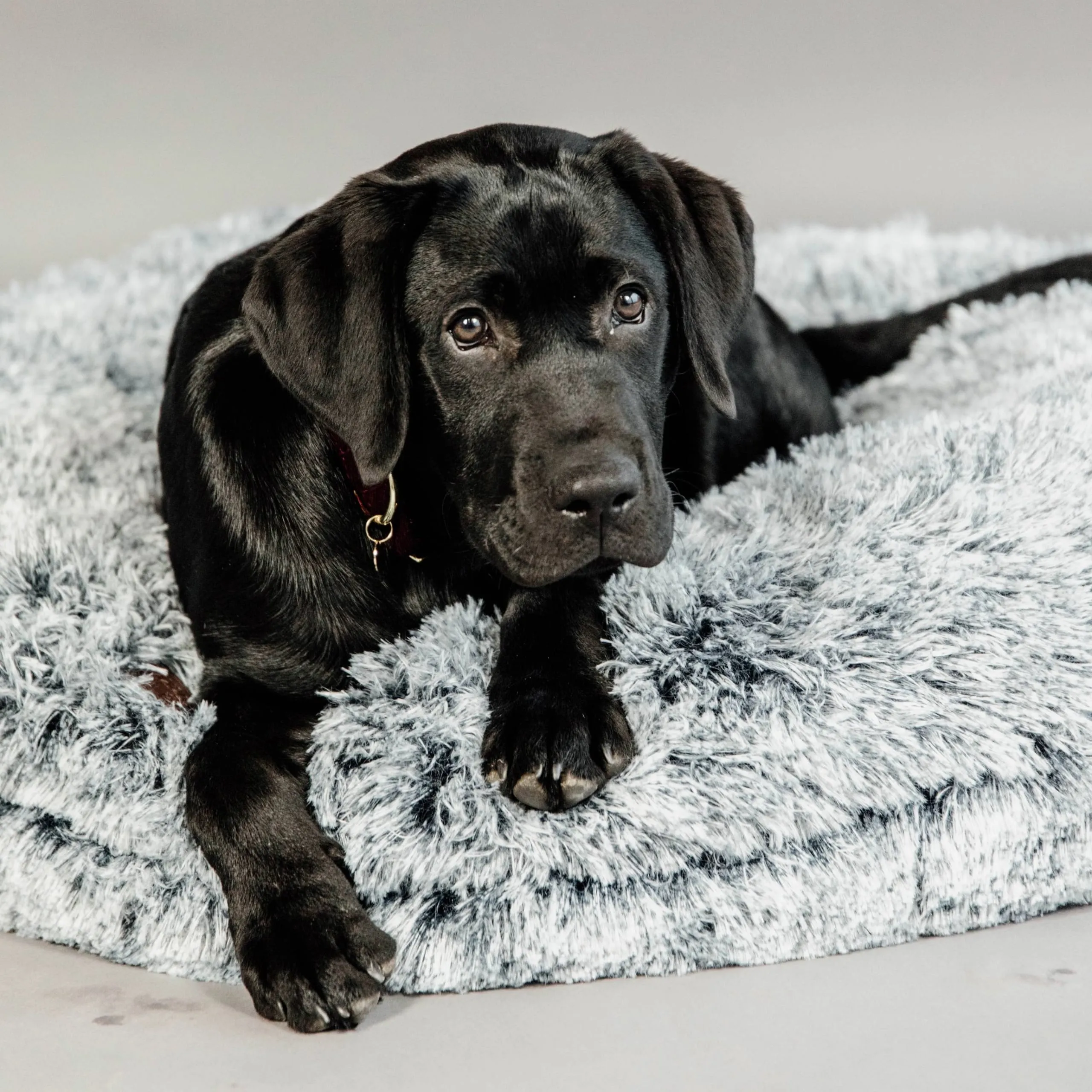 Kentucky Dogwear Comfort Donut Dog Bed - Grey