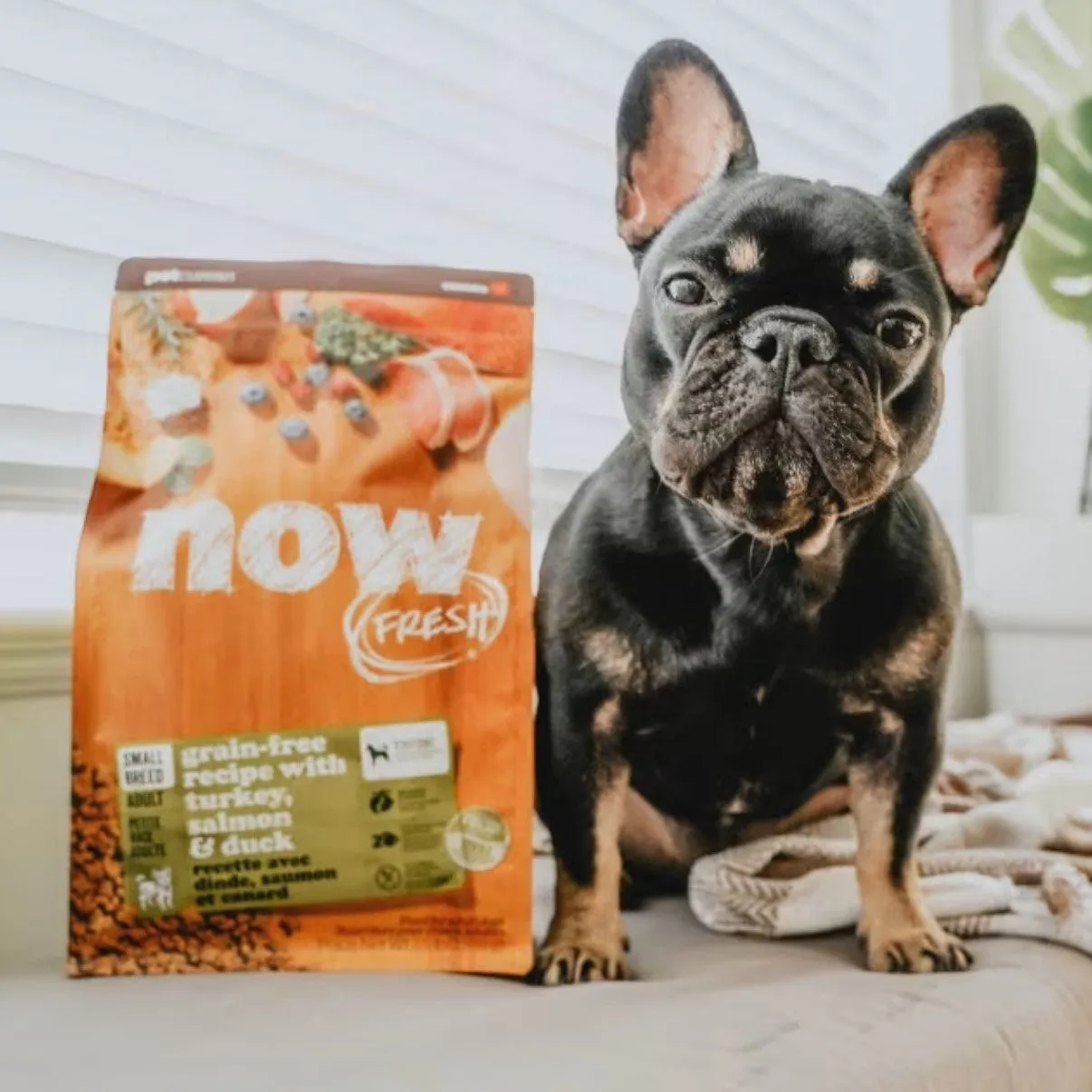 PETCUREAN Now Fresh: Grain-Free Turkey, Salmon and Duck for Small Breed Dogs